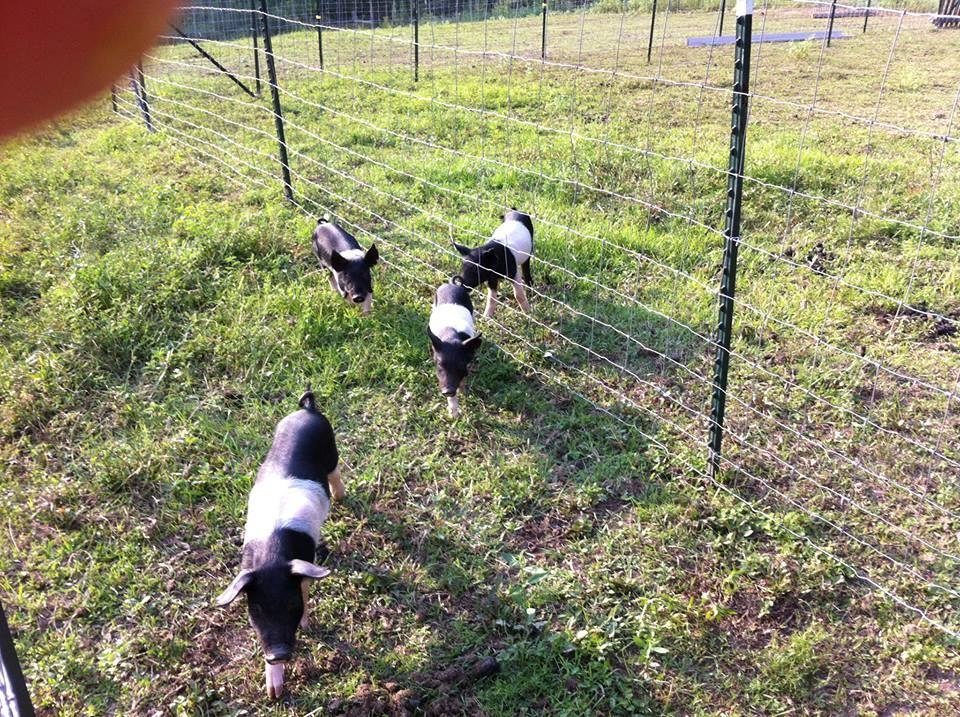 steele s farm louisiana haunted houses steele s farm louisiana haunted houses